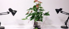 This Plant Is Driving Its Own Robot