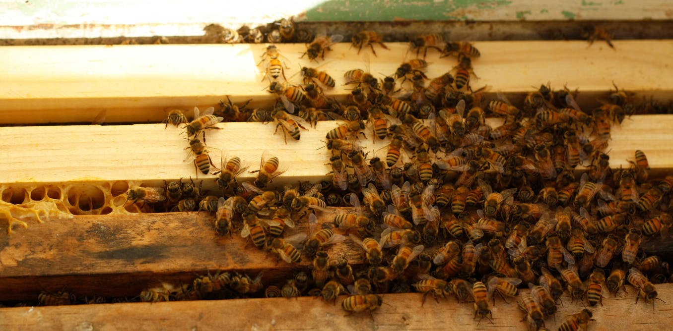 We taught bees a simple number language – and they got it