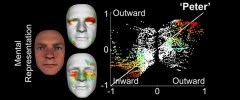 3d Model Shows How ‘Face Identity Information’ Is Stored in the Brain